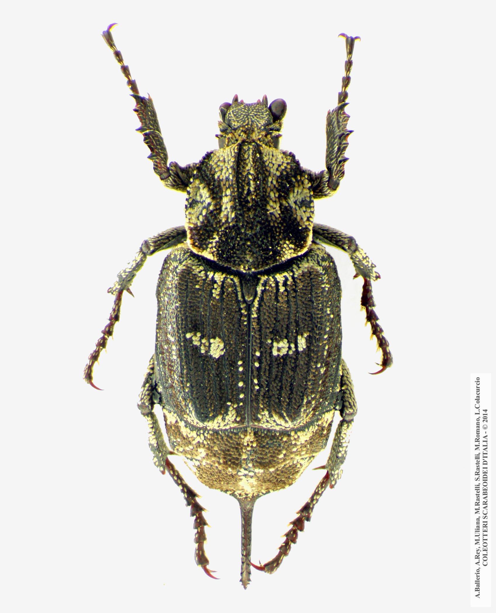 Valgus hemipterus, maschio